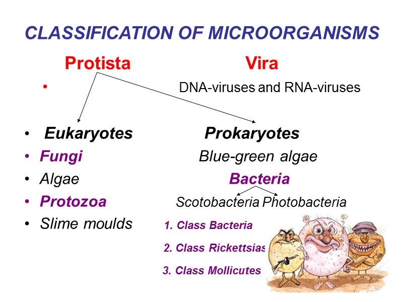 CLASSIFICATION OF MICROORGANISMS    Protista       